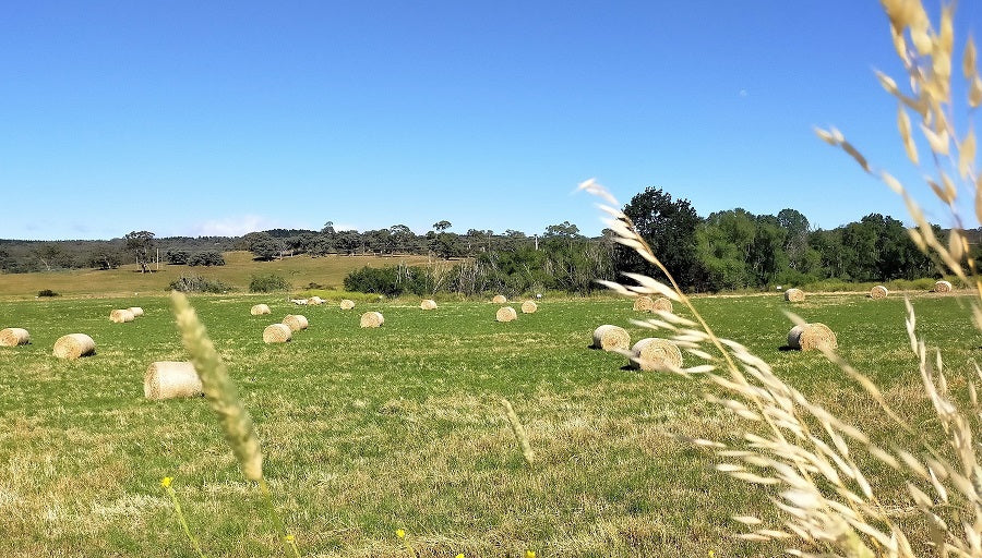 Hot Summer Days and Pesky Flies