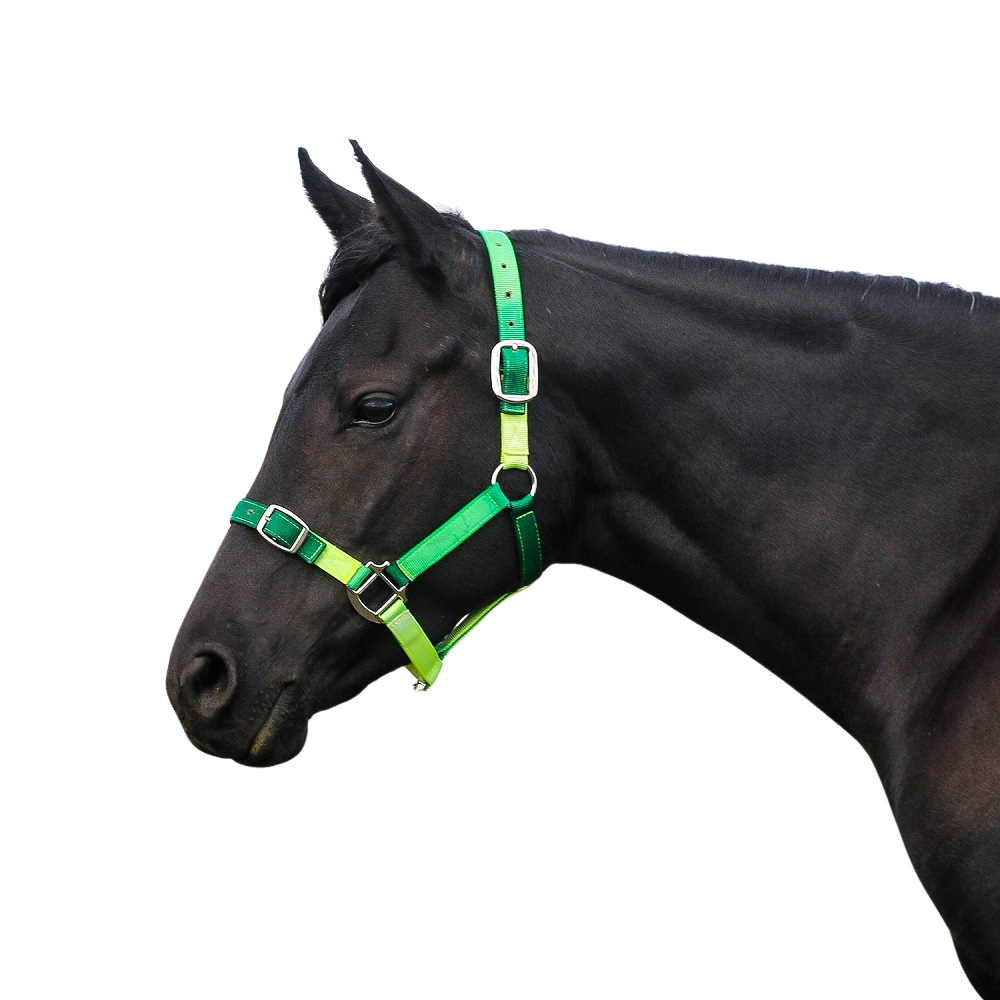 Eurohunter Ombre Halter | Assorted Colours