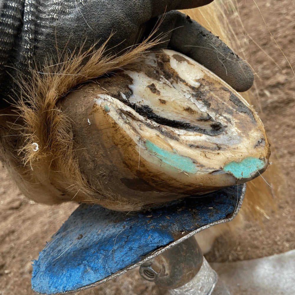 The Hoof Co.Beeswax Blue Balls