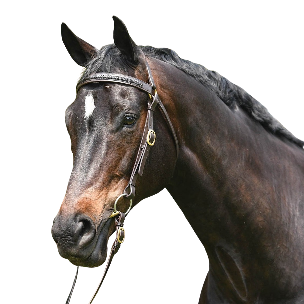 Grainge Elite Plaited Barcoo Bridle