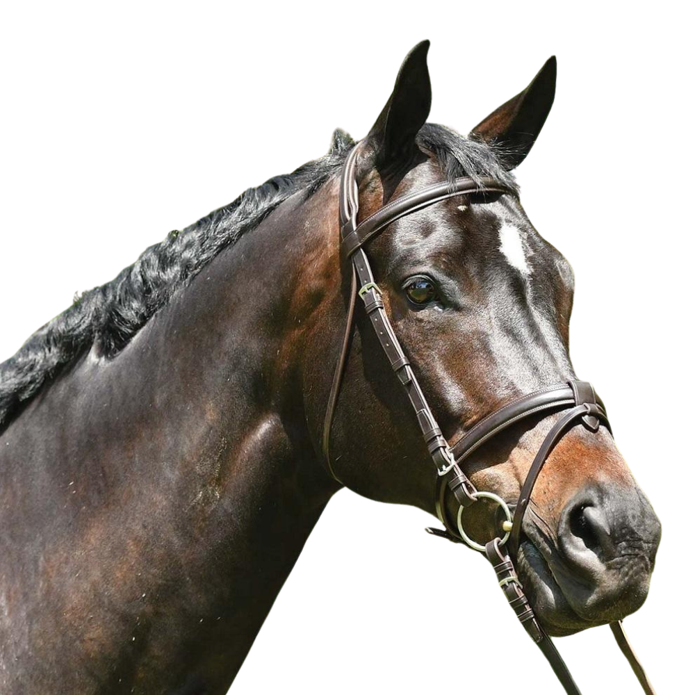 Grainge Elite Event Snaffle Bridle