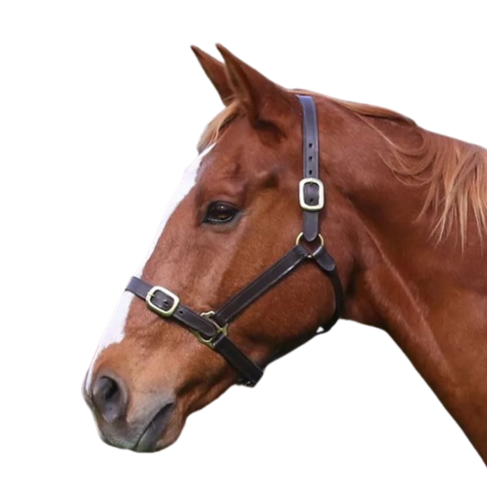 Eurohunter Leather Halter | Havana