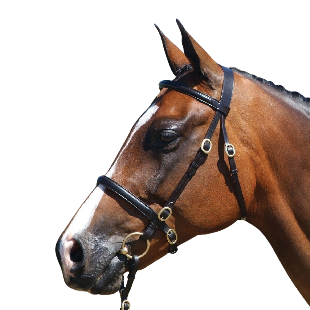 Grainge Elite Inhand Bridle