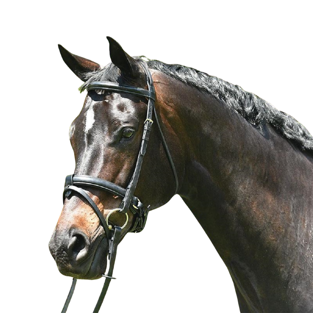 Grainge Elite Dressage Snaffle Bridle.
