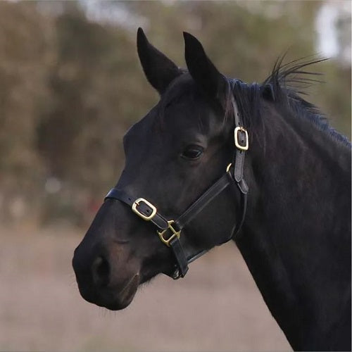 Eurohunter Leather Halter | Black