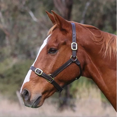 Eurohunter Leather Halter | Havana