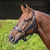 Grainge Elite Leather Halter | Havana