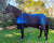 Zilco Crusader 200 Rug Black / Blue