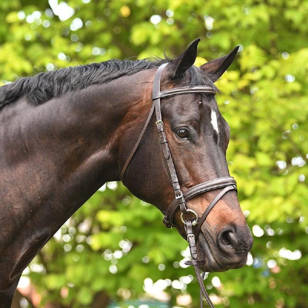 Academy Snaffle Bridle