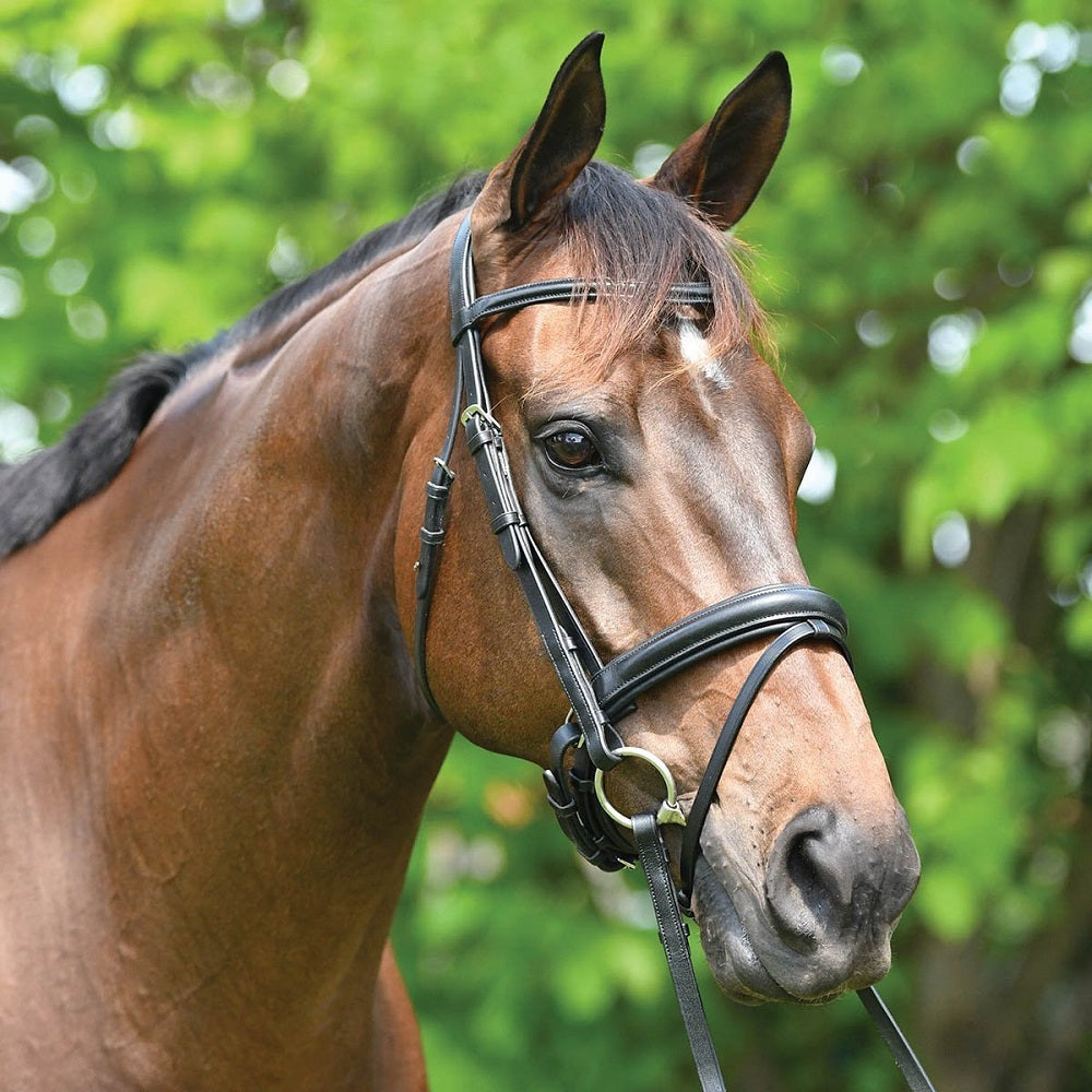 Eurohunter Premiere Snaffle Bridle