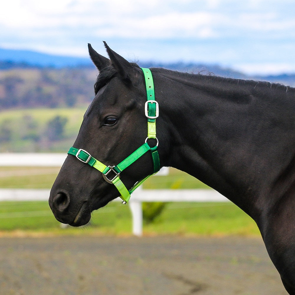 Eurohunter Ombre Halter | Assorted Colours