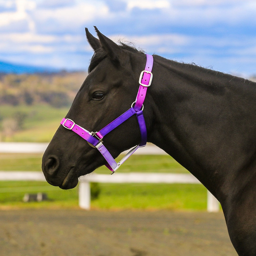 Eurohunter Ombre Halter | Assorted Colours