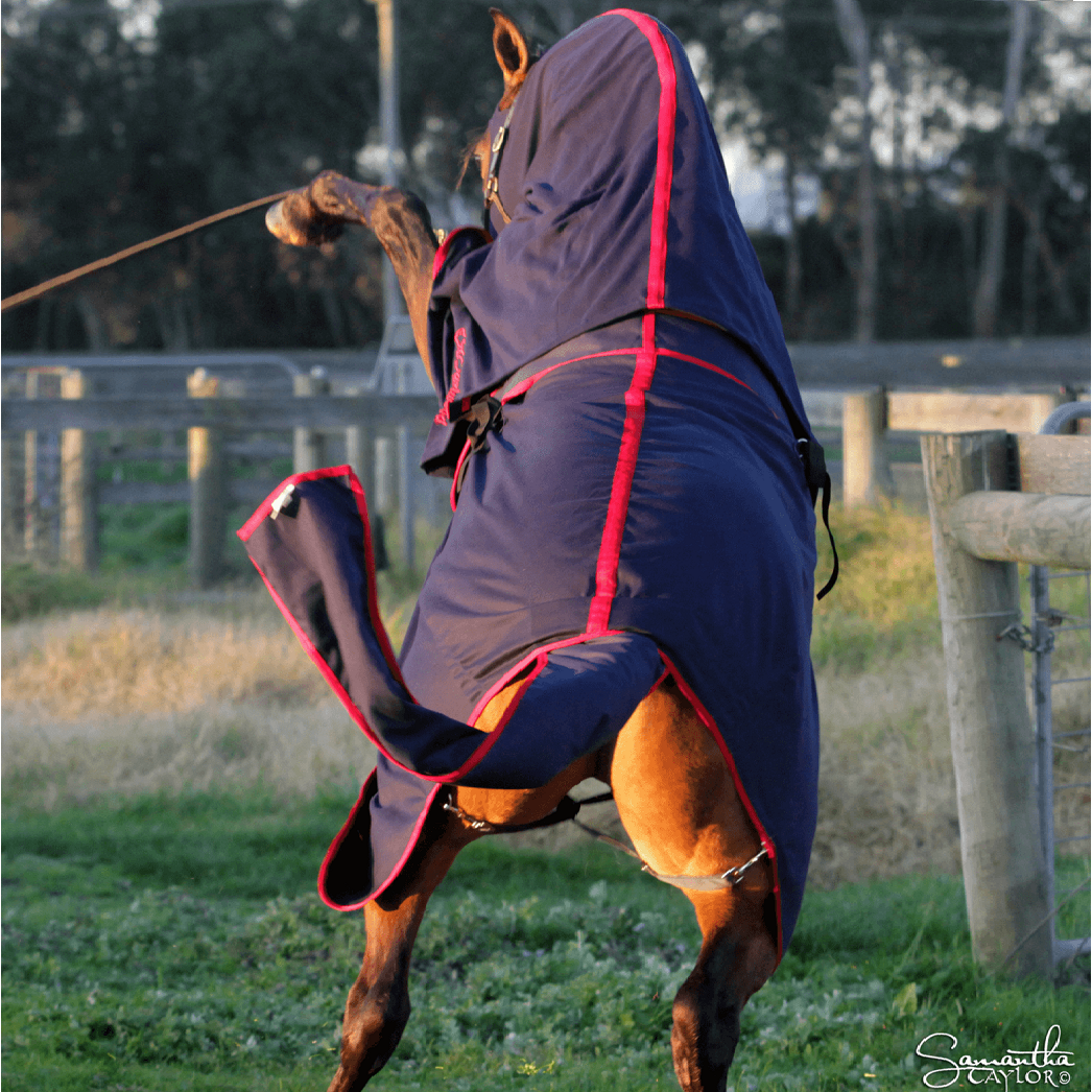 Earlwood Cotton Show Rug | Navy / Red