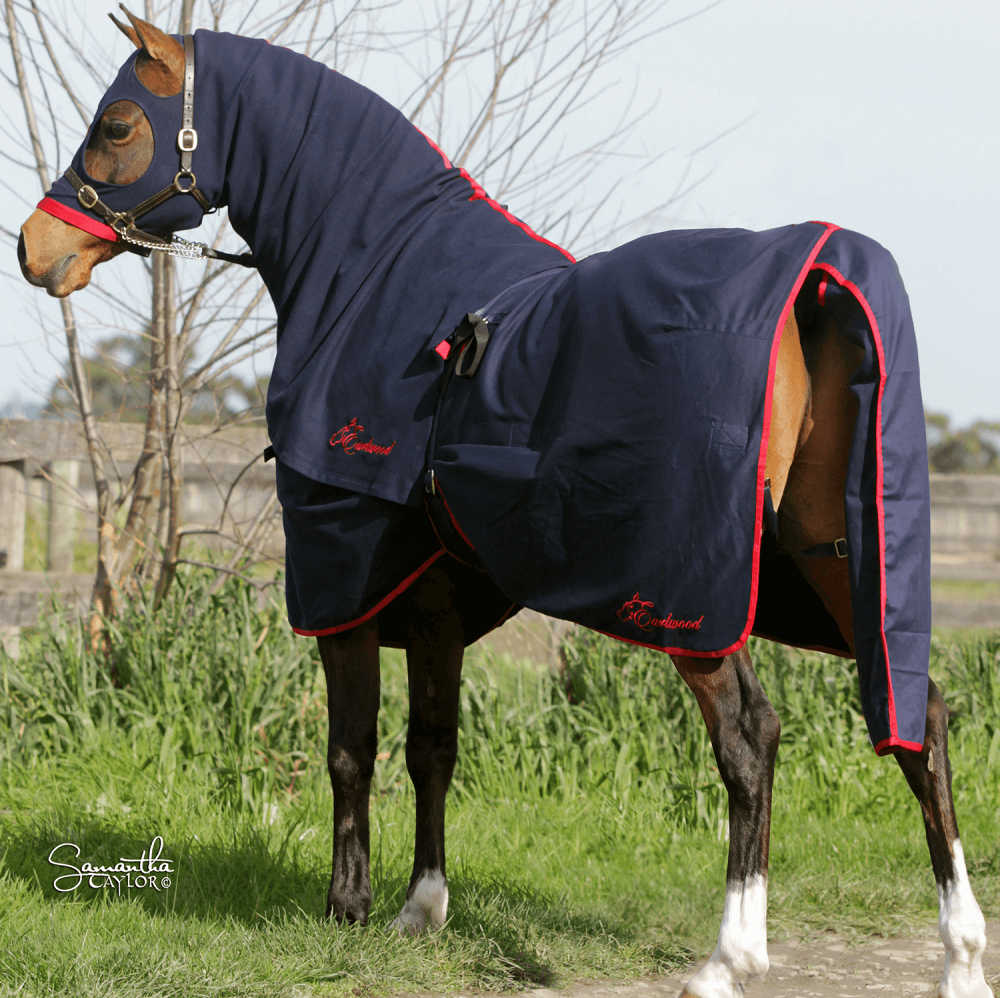 Earlwood Cotton Show Rug | Navy / Red