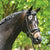 Grainge Elite Dressage Snaffle Bridle