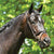 Grainge Elite Event Snaffle Bridle