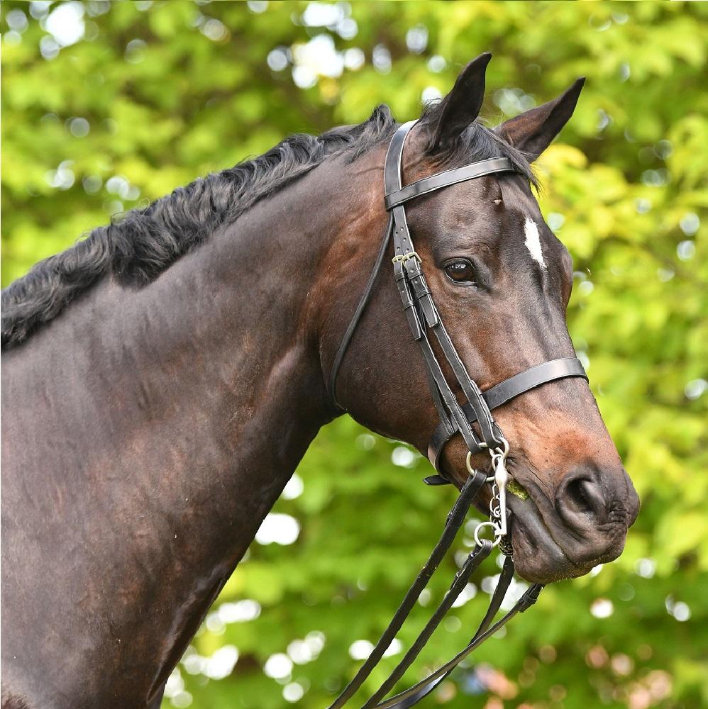 Grainge Elite Show Weymouth Bridle