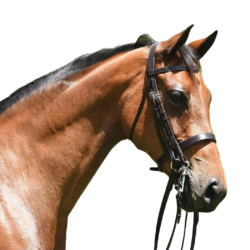 Grainge Elite Show Weymouth Bridle