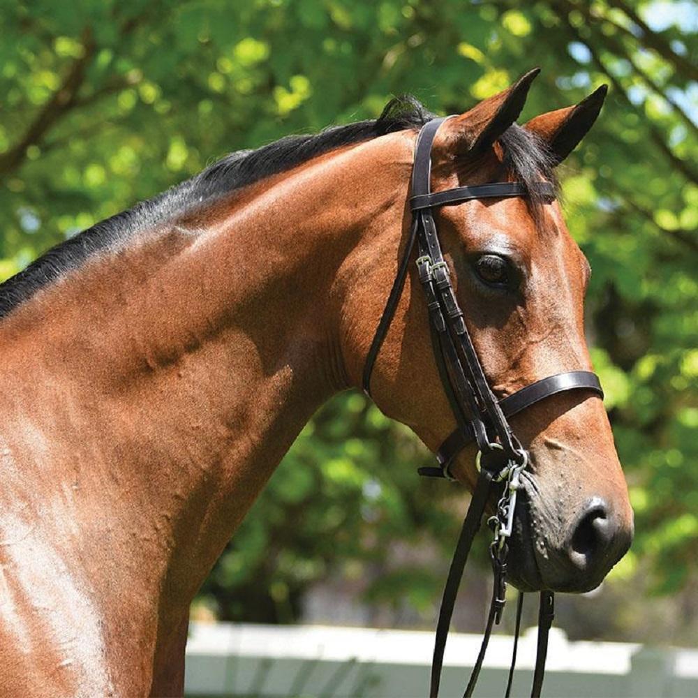 Grainge Elite Show Weymouth Bridle