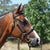 Grainge Elite Inhand Bridle