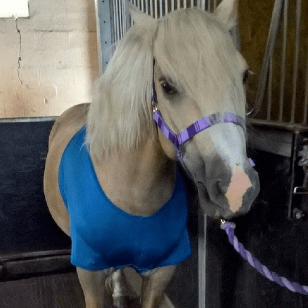 HorzeBibz | Assorted Colours