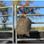 Gutzbusta Knotless Net | Medium