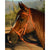 Schutz Side Pull Bitless Headstall